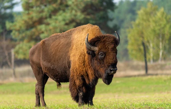 Gros Vieux Bison Dans Nature — Photo