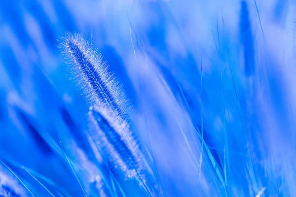 Plant Blue Tones Nature — Stock Photo, Image