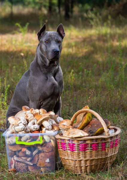 Thai Ridgeback Gomba Természetben — Stock Fotó