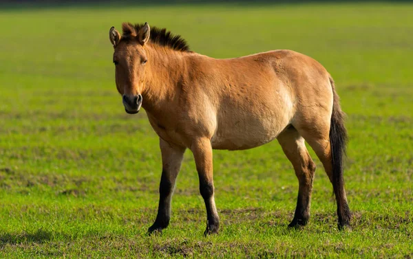 Pony Achtergrond Van Groene Natuur — Stockfoto
