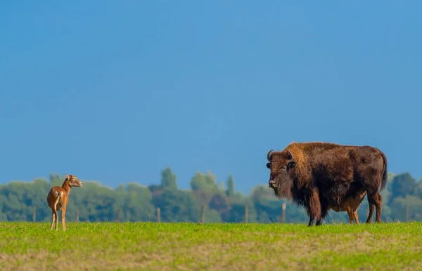 Bison Petit Bison Dans Nature — Photo