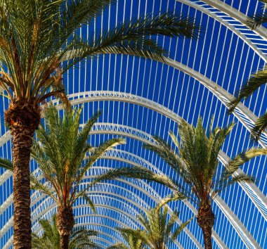 Palm trees in a greenhouse against the blue sky in summer