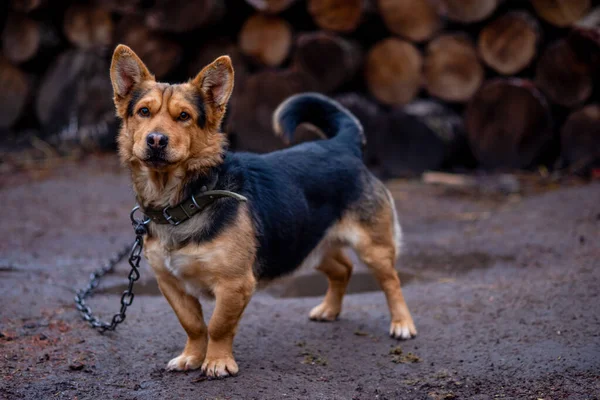 Yard Hond Aan Een Ketting Natuur — Stockfoto