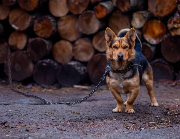 Yard Kutya Egy Lánc Természetben — Stock Fotó