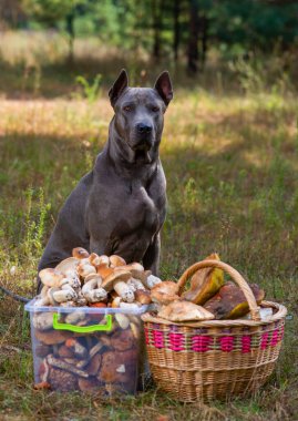 Thai Ridgeback ve doğada mantarlar.