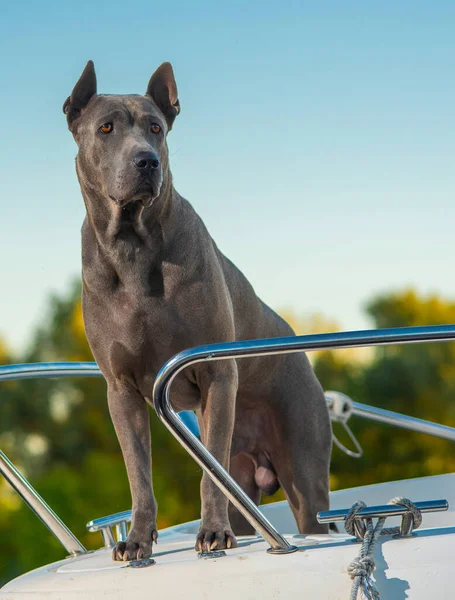 Tailandés Ridgeback Yate Naturaleza — Foto de Stock