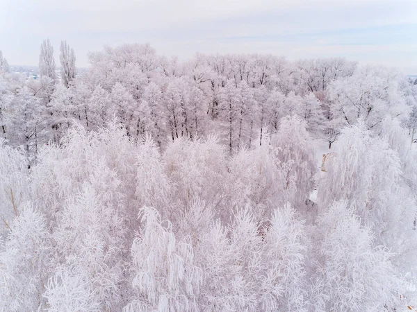 鳥の目から見た雪に覆われた木々 — ストック写真