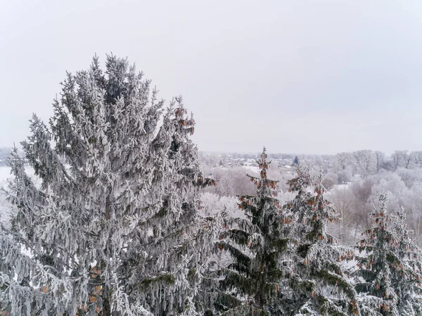 Gran Täckt Med Snö Naturen — Stockfoto