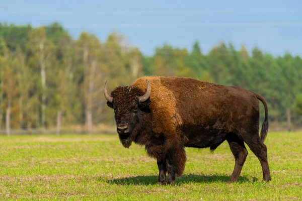 Gran Bisonte Viejo Naturaleza — Foto de Stock