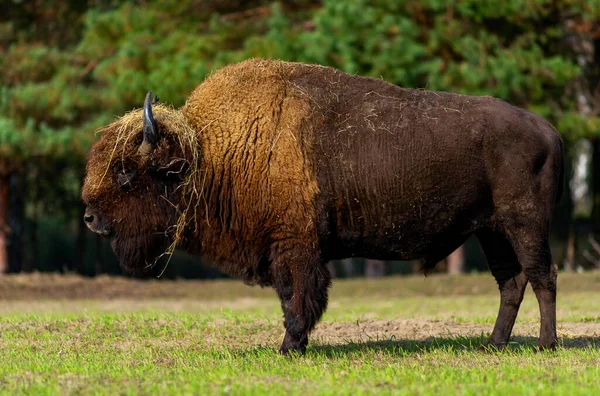Gran Bisonte Viejo Naturaleza — Foto de Stock