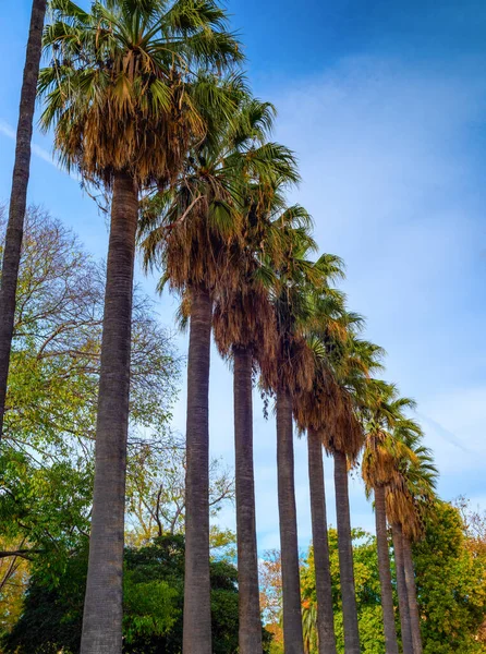 Palmas Altas Contra Céu Azul — Fotografia de Stock