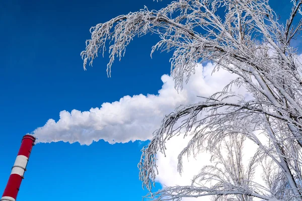 Chimenea Con Humo Árbol Cubierto Nieve Contra Cielo Azul —  Fotos de Stock
