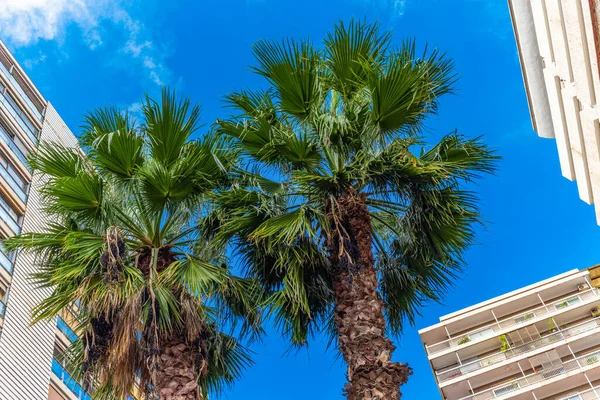 Palmeras Sobre Fondo Del Cielo Azul Casas —  Fotos de Stock