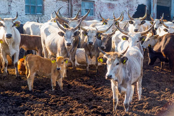 Коровы Ферме Летом — стоковое фото