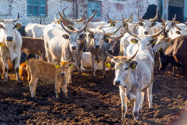 Vaches Ferme Été — Photo