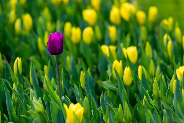 Lila Tulpe Auf Einem Hintergrund Aus Gelben Tulpen Der Natur — Stockfoto