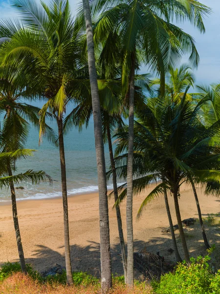 Beach with palm trees — Stock Photo, Image