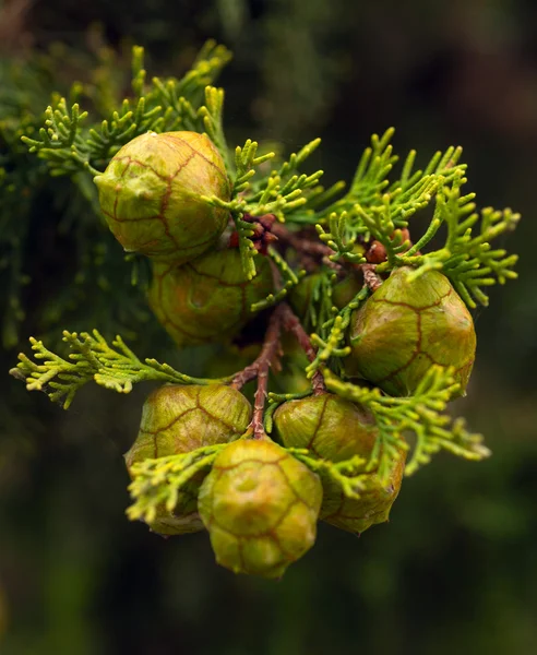 Baum und grüne Zapfen — Stockfoto