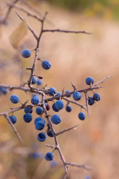 Koyu mavi meyveler — Stok fotoğraf