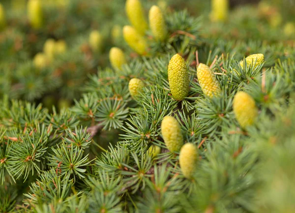 Árvore e cones verdes — Fotografia de Stock