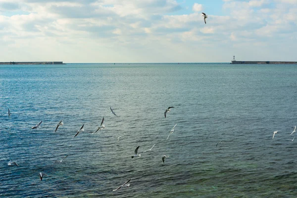 Gabbiani nel cielo — Foto Stock