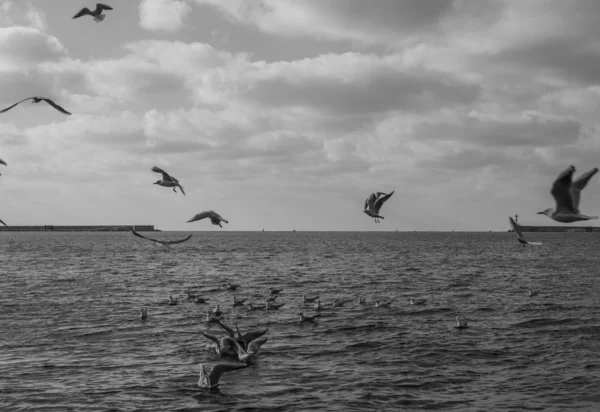 Gulls in the sky — Stok fotoğraf