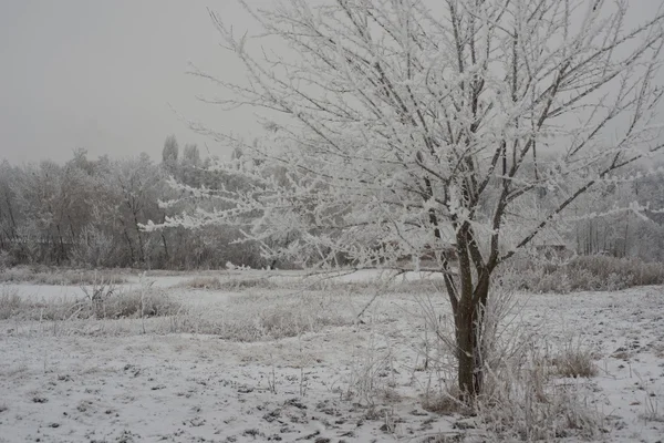 Inverno e árvore — Fotografia de Stock