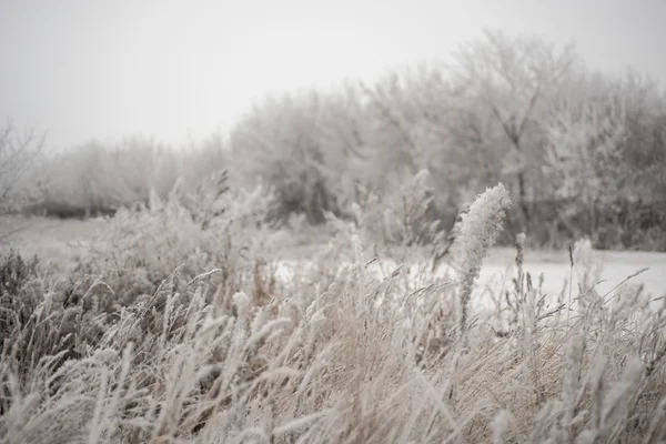 Hiver et champ — Photo