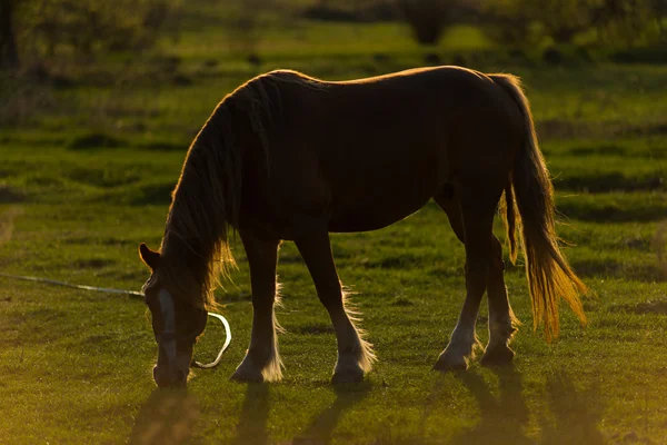 Paard op veld — Stockfoto