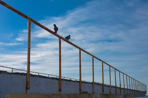 Taube — Stockfoto