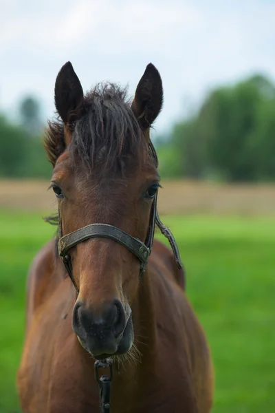 Portrait of a horse — Stock Photo, Image