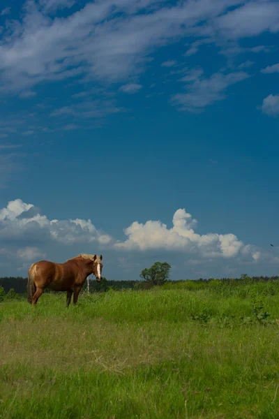 Cheval sur le terrain — Photo