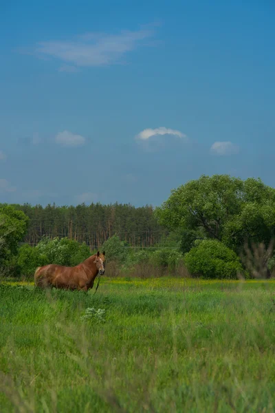 Koně Meado — Stock fotografie