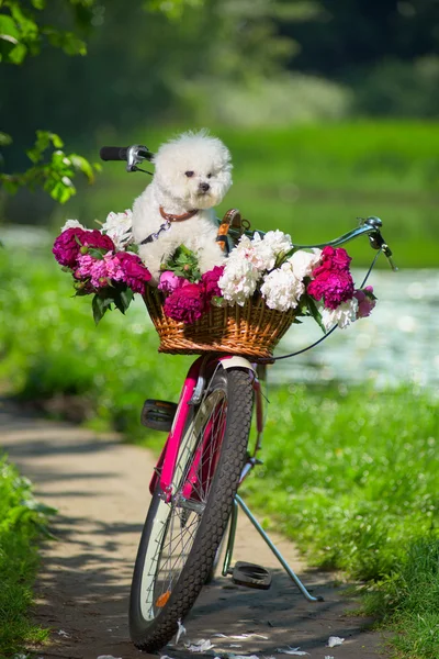 Perro en bicicleta —  Fotos de Stock