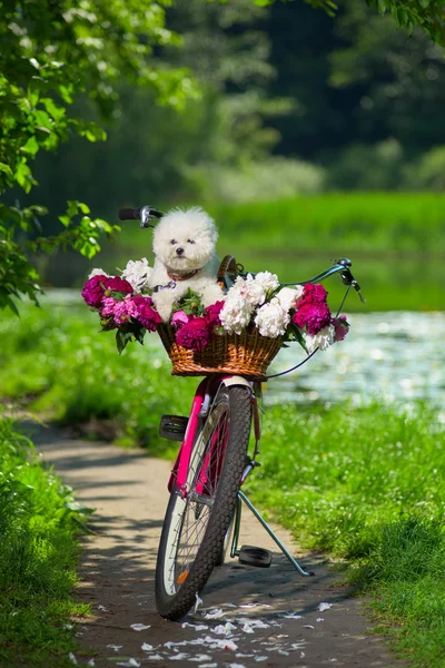 Cão em uma bicicleta — Fotografia de Stock