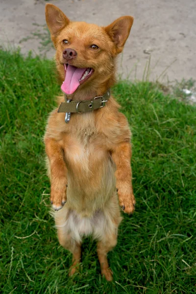 The dog stands on its hind leg — Stock Photo, Image