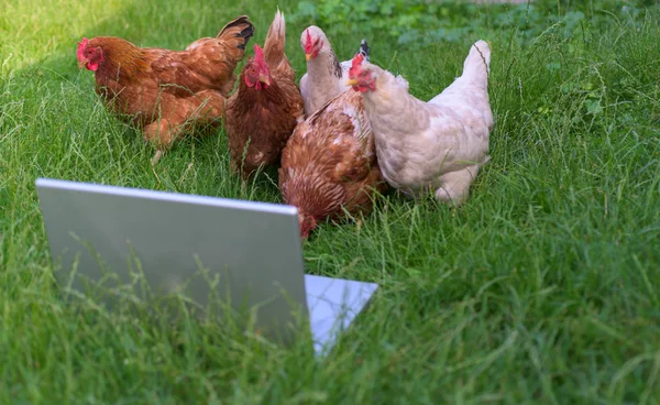 Chickens and lapto — Stock Photo, Image