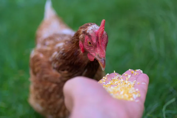 Chicken and feed — Stock Photo, Image