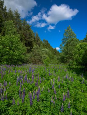 Mor çiçekler ve bulut