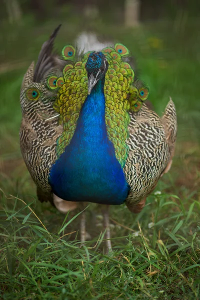 Peacoc — Stock Photo, Image