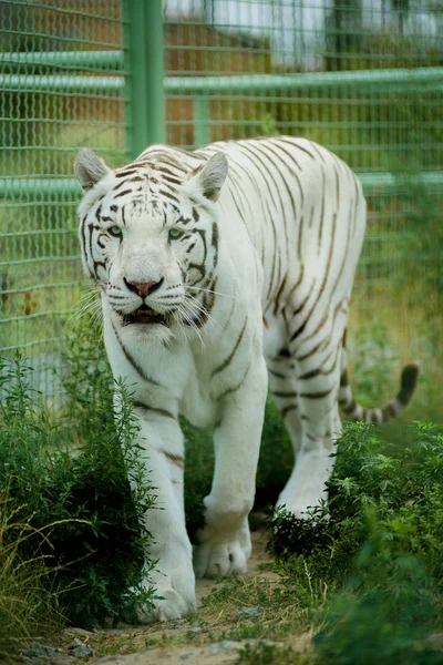 Witte Tige — Stockfoto