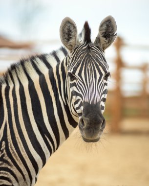 Zebra niteliğine