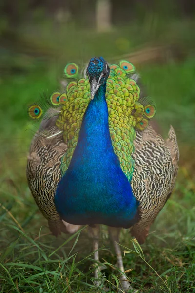 Doğa güzel çiçeklerle peacock — Stok fotoğraf
