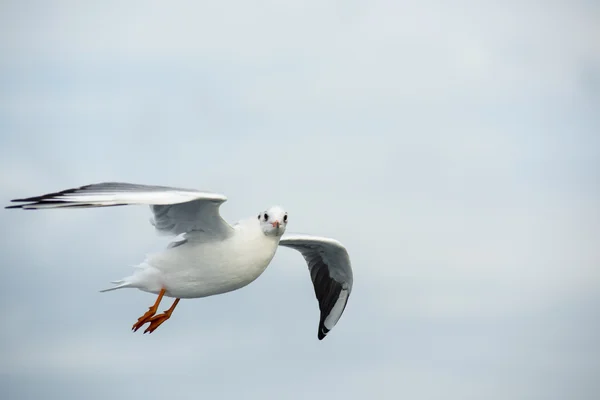 Möwe blickt in die Kamera — Stockfoto