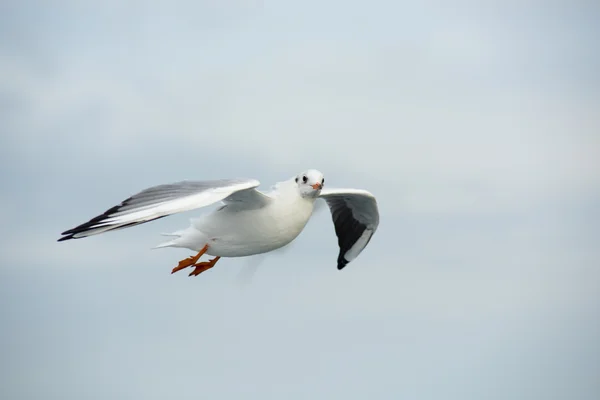 Seagull looking at the camera — Stock Photo, Image