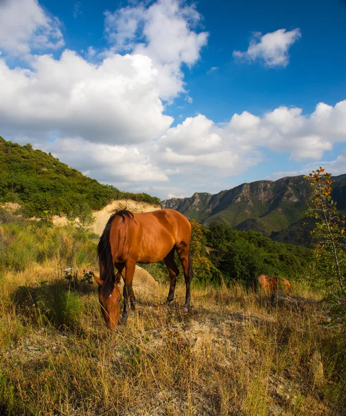 Koně hory v pozadí. Georgi — Stock fotografie