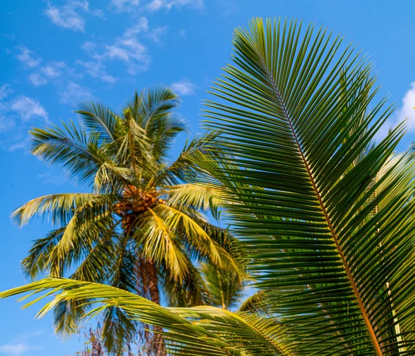 Palm tree against the sk — Stock Photo, Image