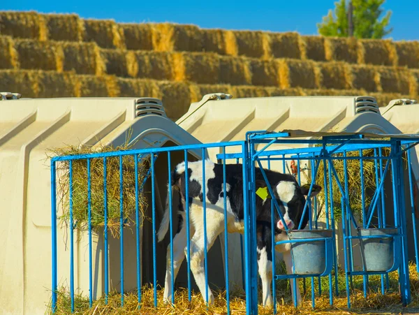 Veau à la ferme — Photo