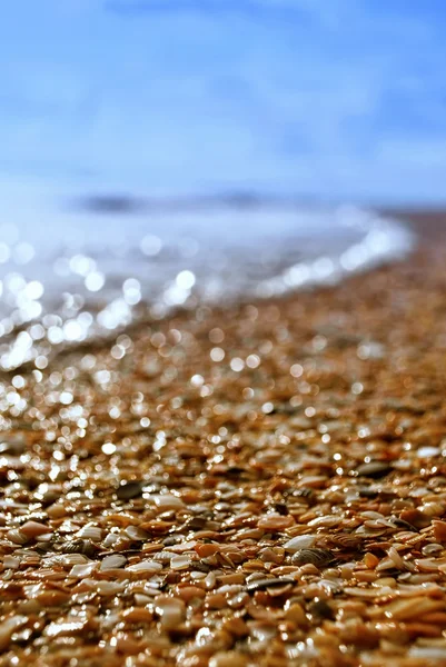 Sunny sea shore — Stock Photo, Image