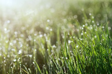 Taze yeşil çimenler